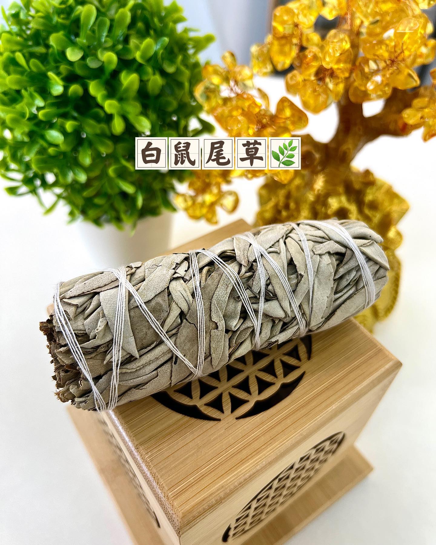 白鼠尾草 WHITE SAGE